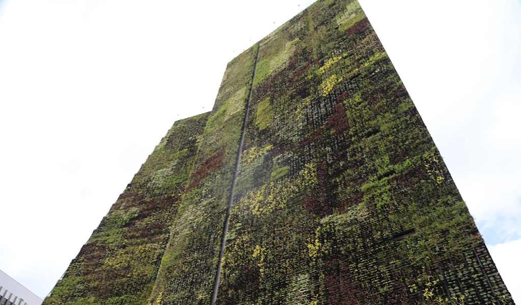 The vertical wall garden at City Hall. Photo: Peter Yeung